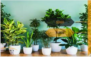 Buy Online Indoor Plants in Karachi: A Guide to Beautify Your Home